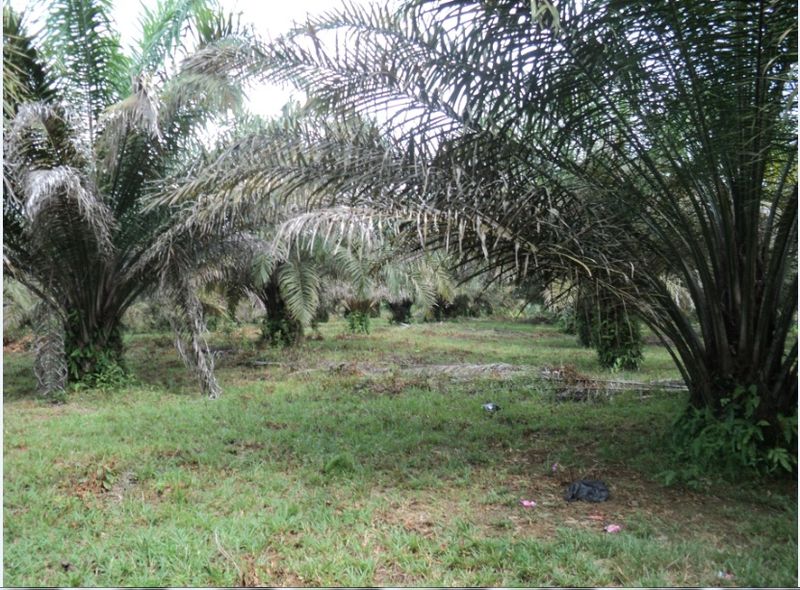 Sertifikat RSPO, Komponen Penting untuk Eskpor Sawit
