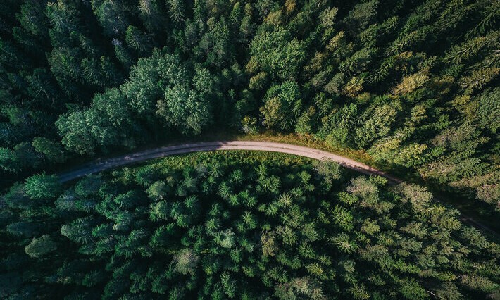 Pemerintah Cabut Belasan Izin Pemanfaatan Hutan, Bagaimana Ketentuannya?